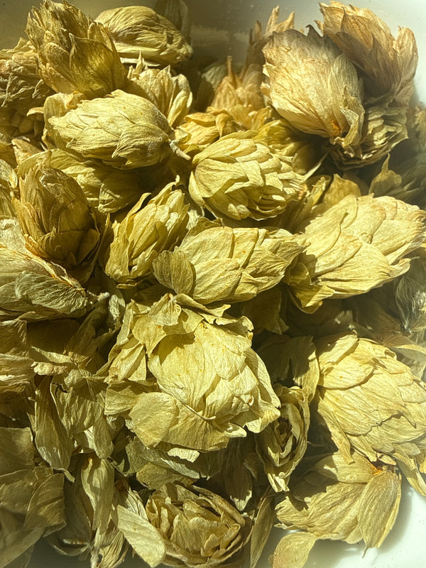 Hops Flowers Whole – Humulus lupulus Organic – GARDENS OF THE ANCIENTS®