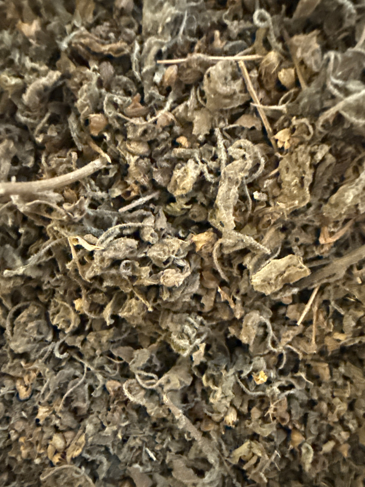 Holy Basil Aged – Ocimum tenuiflorum (Krishna Tulsi) Organic – GARDENS OF THE ANCIENTS®