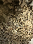 Black Walnut Leaf – Juglans nigra – GARDENS OF THE ANCIENTS®