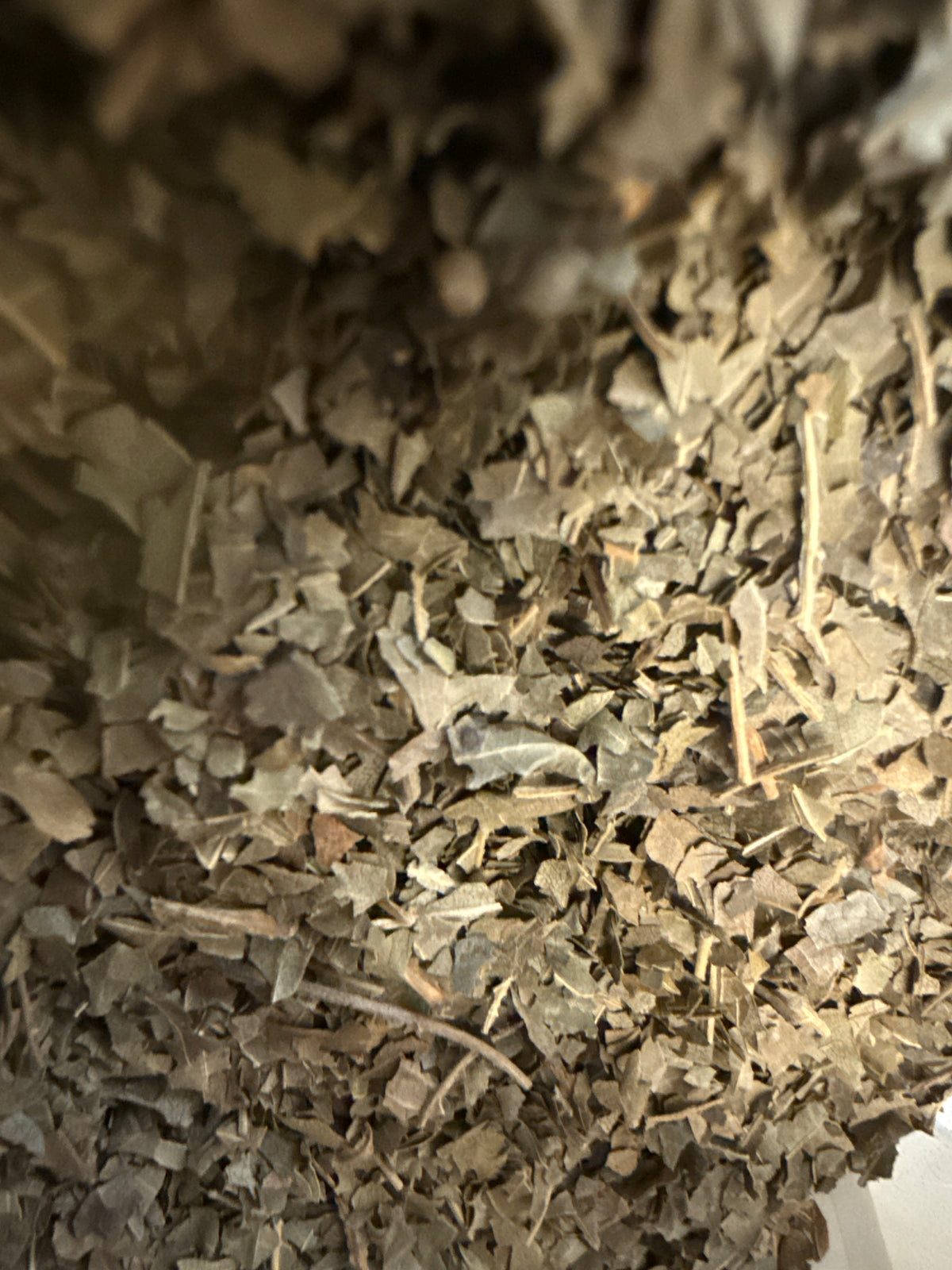 Black Walnut Leaf – Juglans nigra – GARDENS OF THE ANCIENTS®