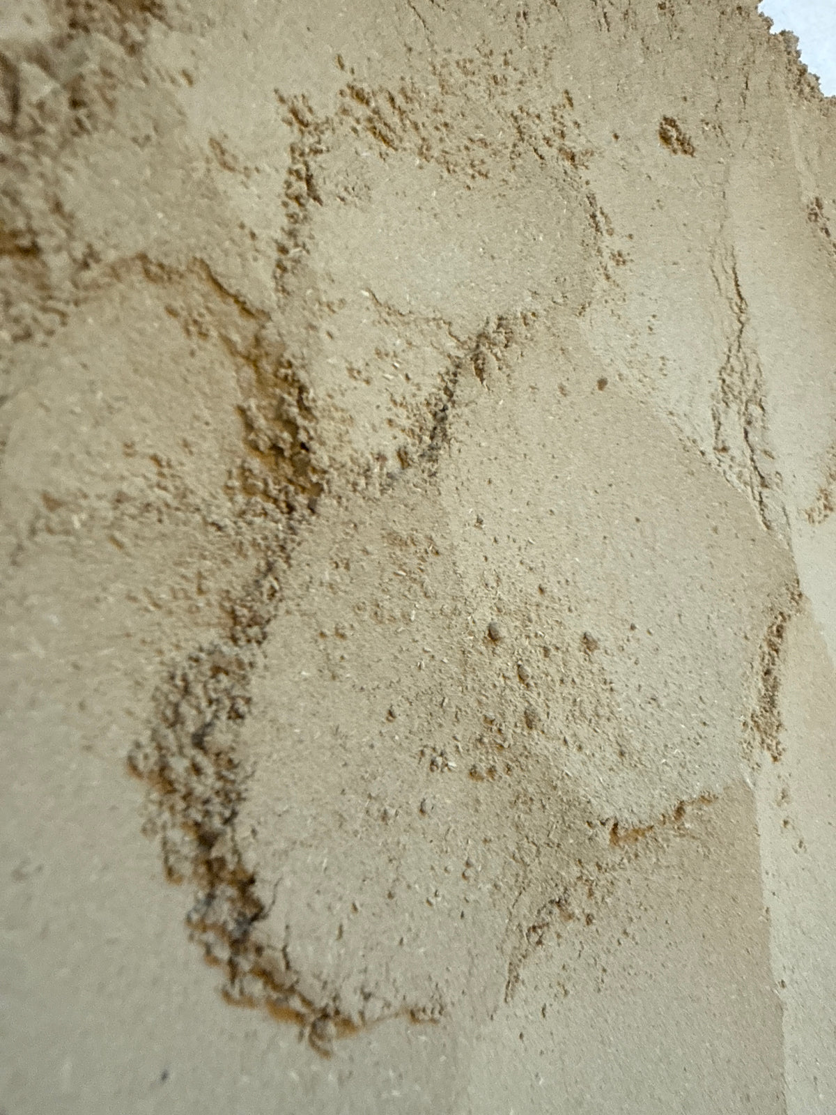 Dunaliella Salina Powder (Dunaliella salina) – GARDENS OF THE ANCIENTS®