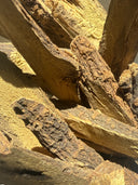 Licorice Root Cut – Glycyrrhiza glabra – GARDENS OF THE ANCIENTS®