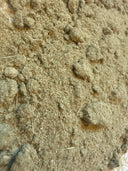 Oat Straw Powder – Avena sativa – GARDENS OF THE ANCIENTS®