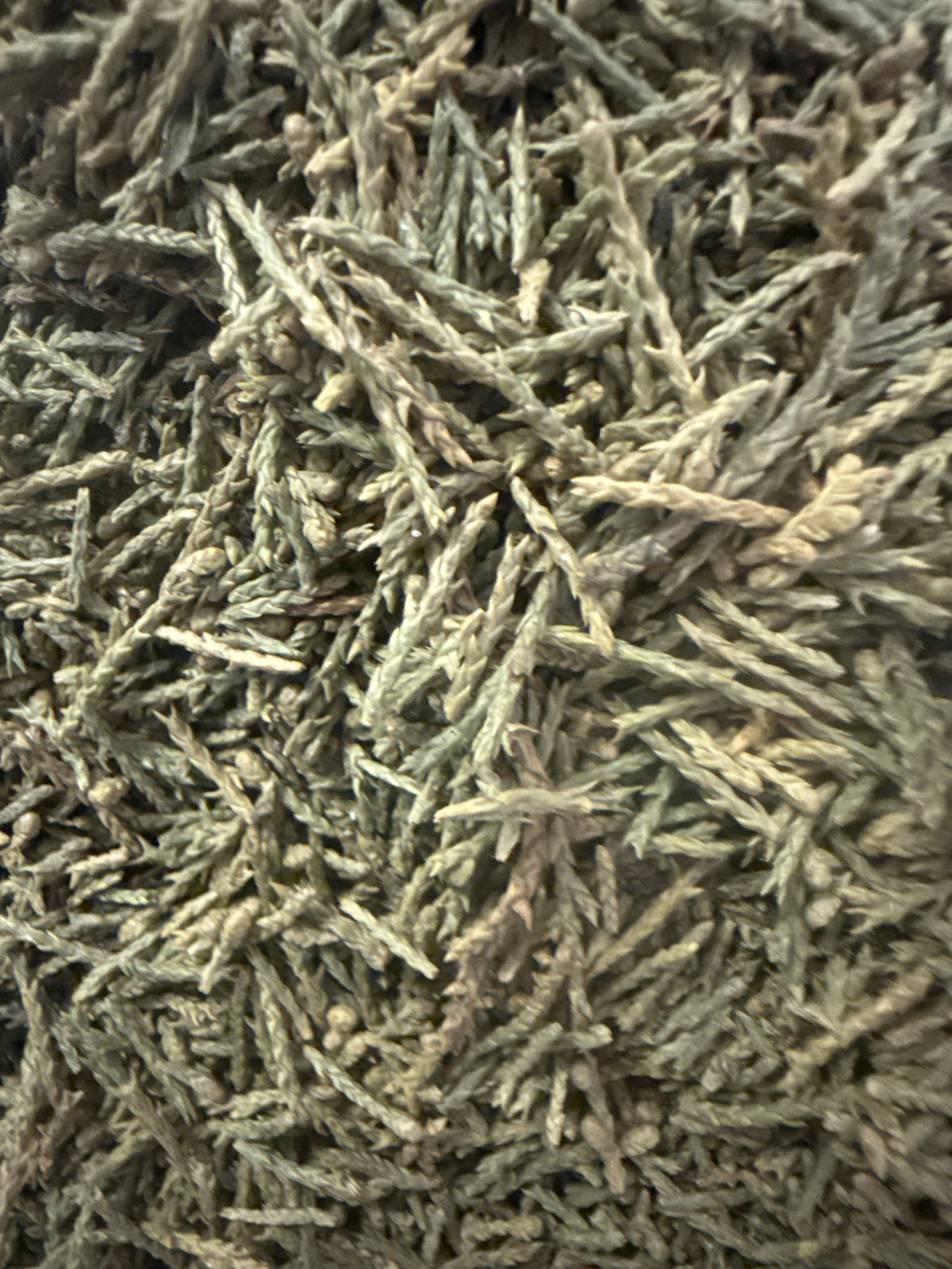 Juniper Leaf – Juniperus spp. – GARDENS OF THE ANCIENTS®
