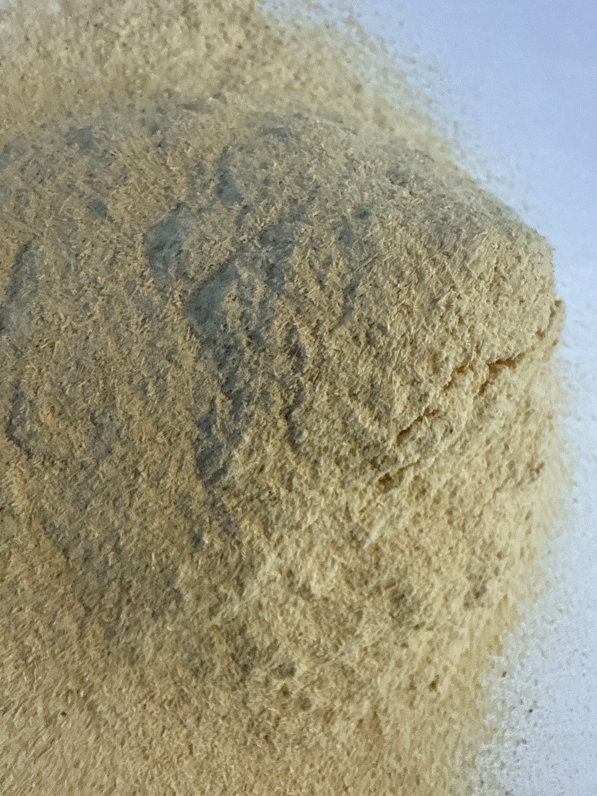 Quassia Wood Powder (Quassia amara) – GARDENS OF THE ANCIENTS®