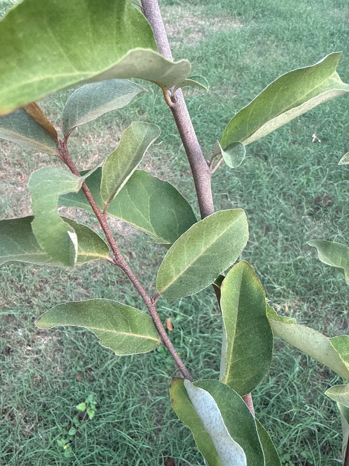 Goumi Berry Unrooted Cuttings – Elaeagnus multiflora – GARDENS OF THE ANCIENTS®