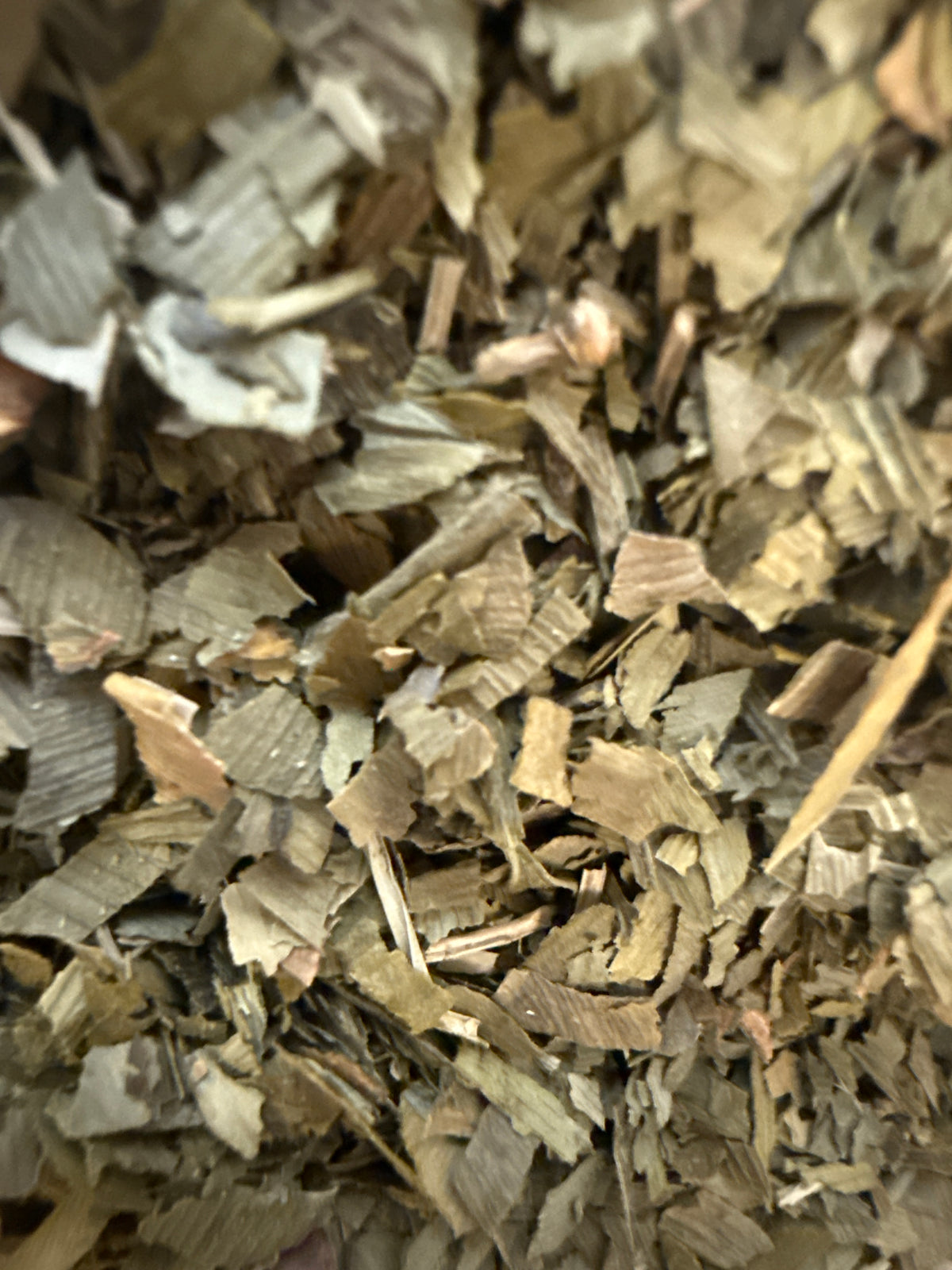 Ginkgo Leaf Cut (Ginkgo biloba) Organic – GARDENS OF THE ANCIENTS®