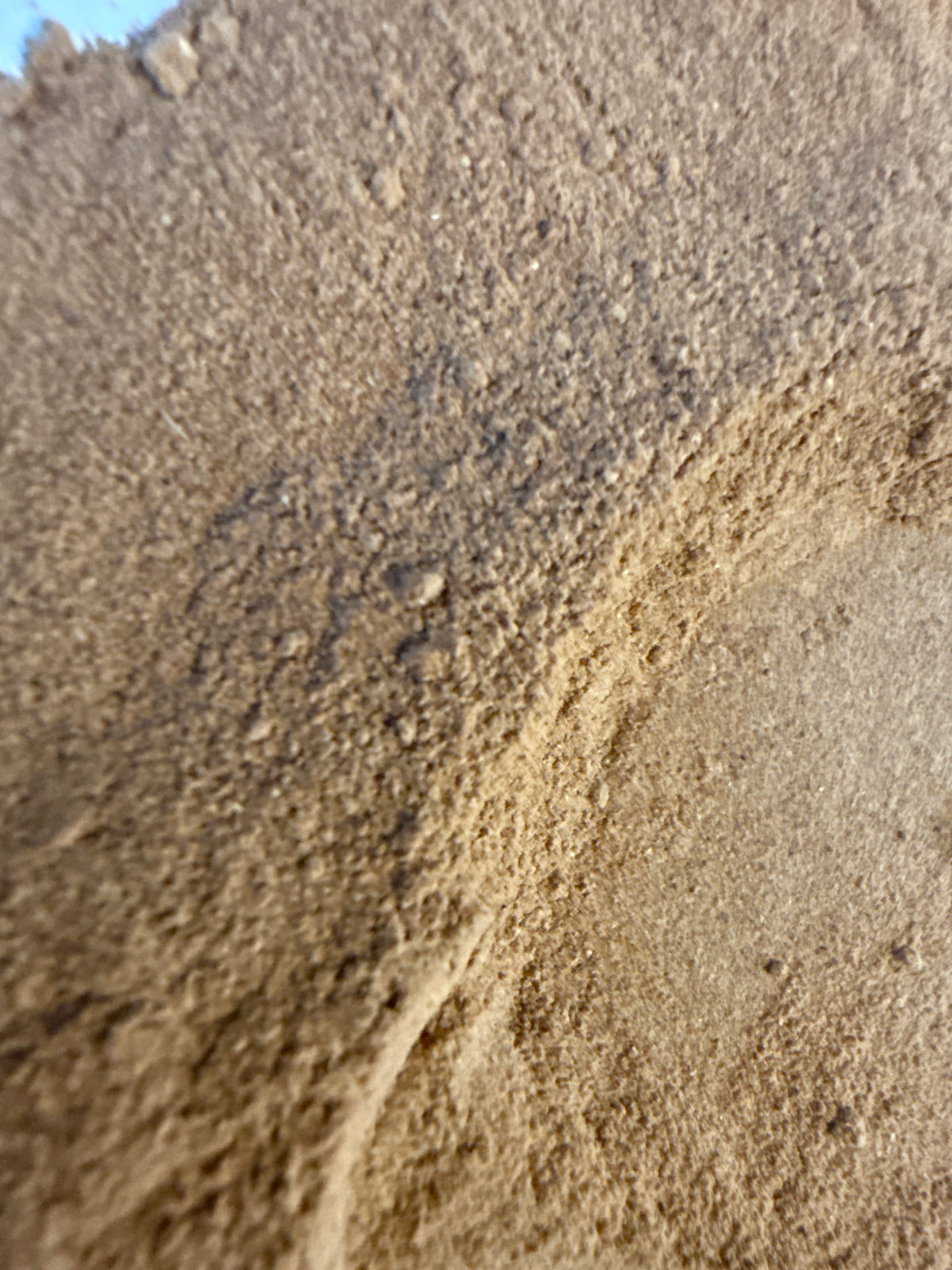 Rose Hip Powder (Rosa spp.) Organic – GARDENS OF THE ANCIENTS®