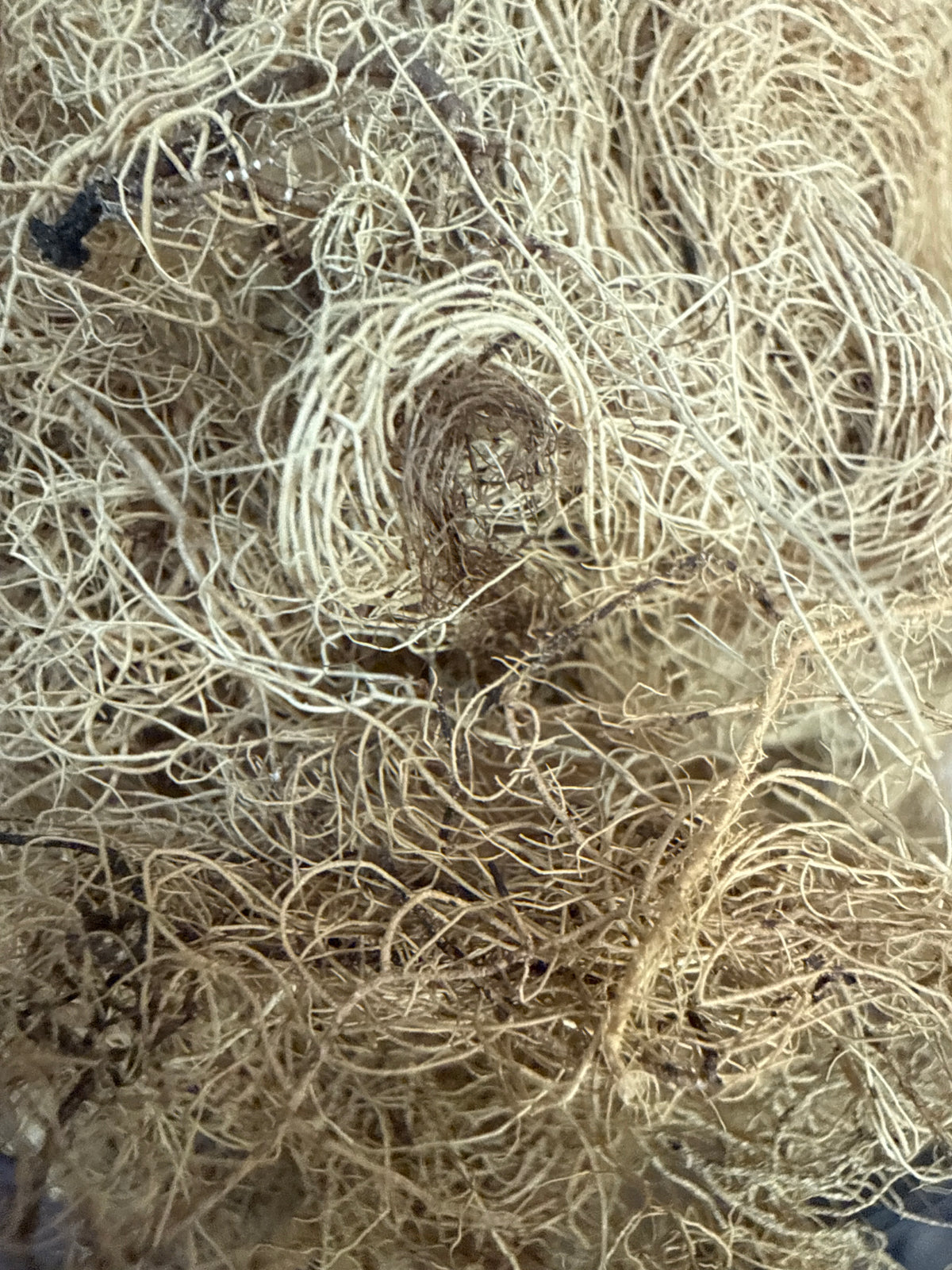 Usnea Lichen – Usnea barbata – GARDENS OF THE ANCIENTS®