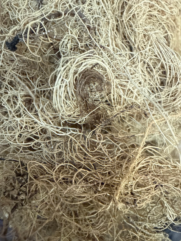Usnea Lichen – Usnea barbata – GARDENS OF THE ANCIENTS®
