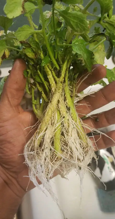 Young tomato plants with fresh white roots, held in one hand