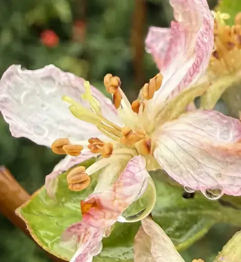 Close-up of a pink and white fruit tree blossom with water droplets