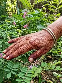 True indigo (Indigofera tinctoria) in flower beside a henna-painted hand