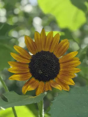 Sunflower in bloom in our garden