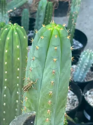 San Pedro cactus cutting from our nursery