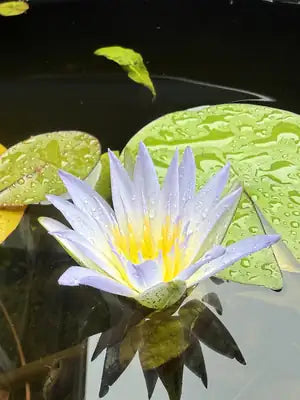 Blue lotus (Nymphaea caerulea) flower in our pond
